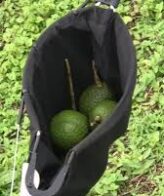 Recolector Aguacates